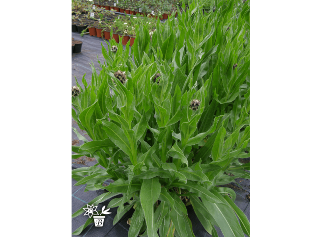 Centaurea montana   'Varieties'